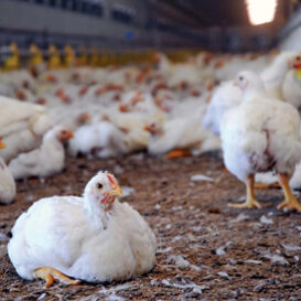 Poultry-Sector